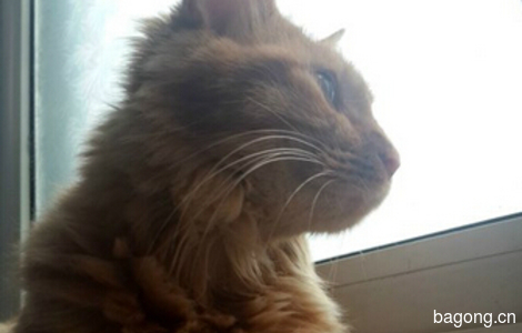 老虎猫免费领养0