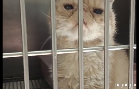 救助的加菲猫免费领养1