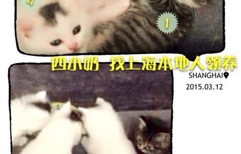 上海猫咪领养机构！！10