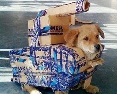 ：二货主人