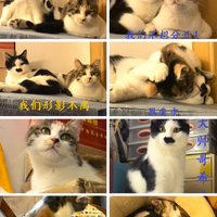 天津漂亮猫兄妹找家