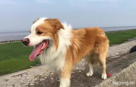 寻狗启示，家中爱犬-尤其是儿子...