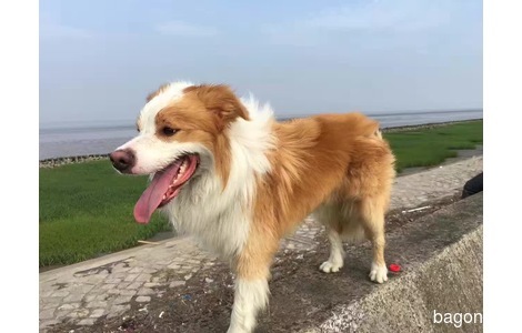 寻狗启示，家中爱犬-尤其是儿子...