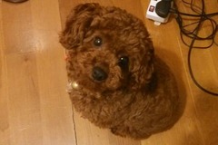 金杨家庭宠物寄养3