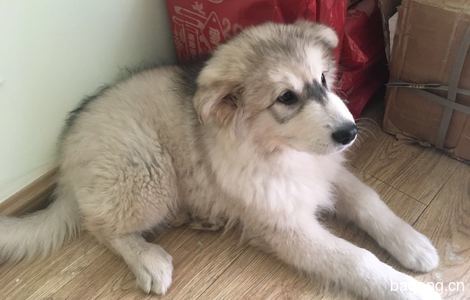 盛星东海岸寻爱犬Sandy，狗狗名...