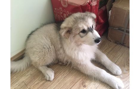 盛星东海岸寻爱犬Sandy，狗狗名...