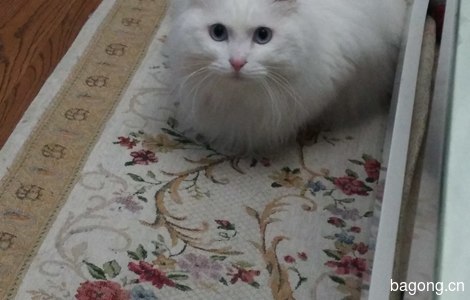 白色长毛猫，蓝眼睛。走失时，脖...