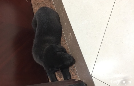 广州黄埔区黄埔花园黑色狗狗免费领养将近2个月大6