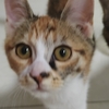 漂亮三花找妈妈/爸爸