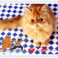 哇酷宝贝·酷猫 封面小图