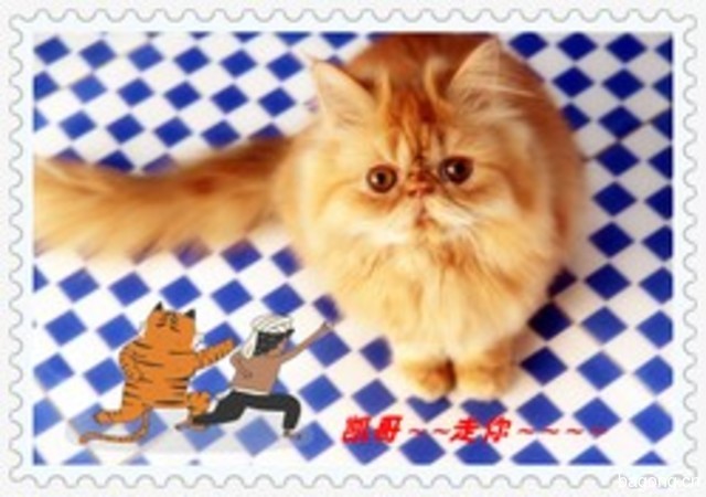 哇酷宝贝·酷猫 封面大图