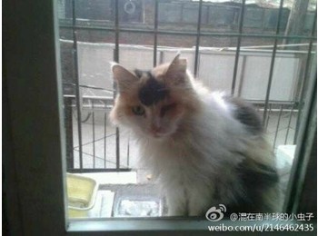 两只温顺小猫咪求抱走