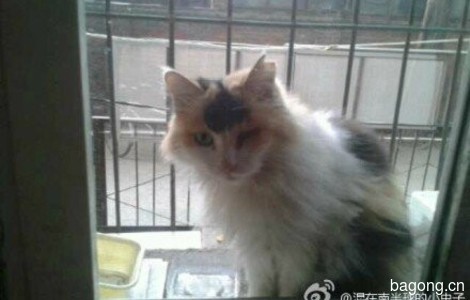 两只温顺小猫咪求抱走0