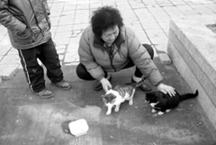 ：小区附近有一只野猫，生了7只小猫无力抚养，断奶后把小猫衔起来，放到小区住户的门口，然后在暗处躲起来，一直等到这户人家发现了小猫并收留。