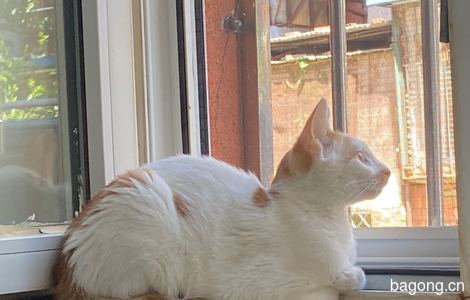 小橘猫，背后有一颗爱心图案，喜欢在窗边看风景2