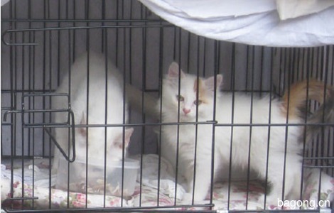 小母猫找领养 2个月 【北京领养】2