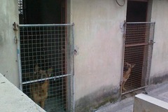 霜竹名犬养殖1
