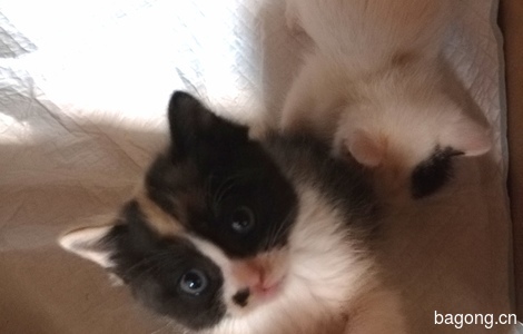 可爱小猫眯一个月大, 爱心送养3