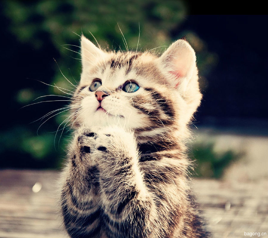 虐猫事件再爆发！谁来拯救这些生命？4