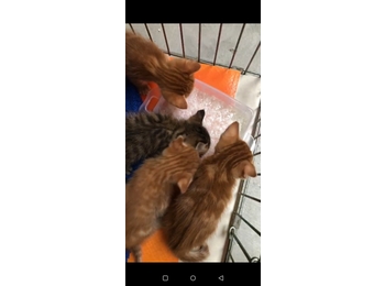 家有四只小奶猫求领养
