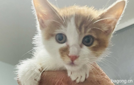 小奶猫  橘猫找靠谱主人0