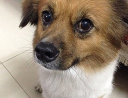 爱犬于14年11月16日晚在深圳宝安西乡乐群大榕树附近走失