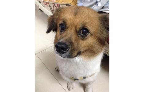 爱犬于14年11月16日晚在深圳宝安西乡乐群大榕树附近走失