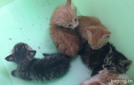 天津五只小奶猫求领养。1