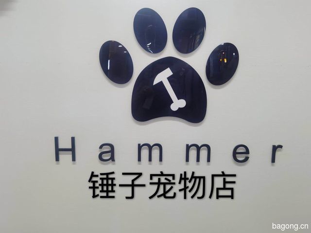 HAMMER锤子宠物店 封面大图