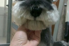 小顽子家庭宠物美容0