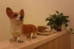 西西宠物医疗8