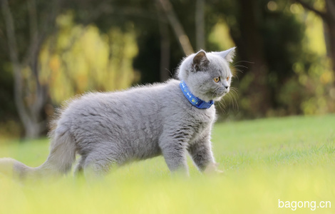 {无锡}英短小懒猫找新家 英国短毛猫 蓝猫1
