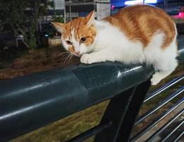 本人一只小橘猫于2019年12月14日...