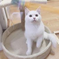 纯白小猫咪求领养