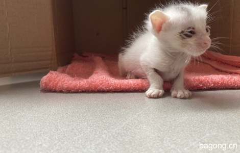 【送养】白色3周小奶猫，寻有爱的主人2