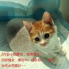 求助的小猫咪找长居上海人领养哦