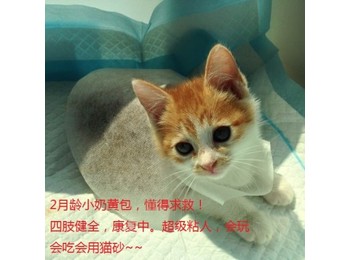 求助的小猫咪找长居上...