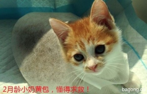 求助的小猫咪找长居上海人领养哦0