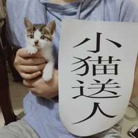小萌猫（一个月大）求领养
