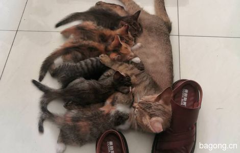 六小猫，找家，免费领养0