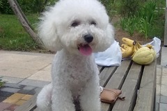 家有爱宠狗狗沙龙2