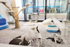 XPET宠物生活馆3