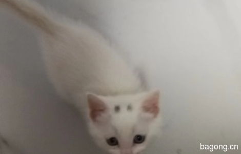 5个半月小白猫免费找领养3