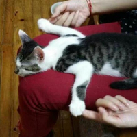 【上海】小黄猫求领养