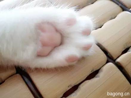 2015可爱猫图集13