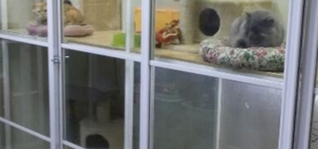 骨头部落宠物生活馆2