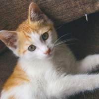免费领养橘黄猫一只，5-6个月大。
