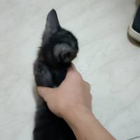 四只断奶小猫咪，会吃猫粮，会适用猫砂盆