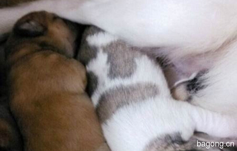 家有5只可爱的小狗狗,刚满月,免费求好心人收养。3