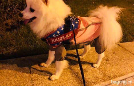 小体型博美犬，尖嘴，纯白色无杂...
